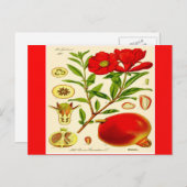 ザクロ ポストカード (正面/裏面)