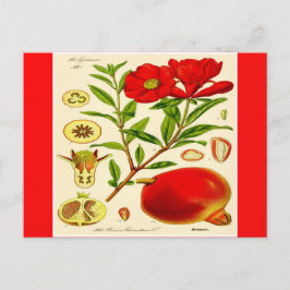 ザクロ ポストカード