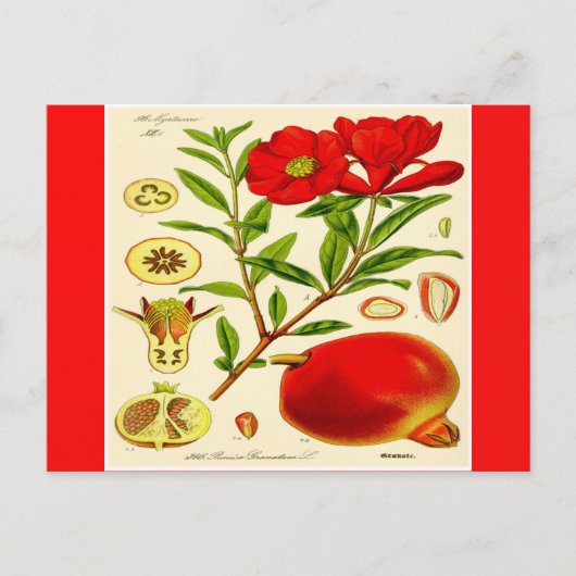 ザクロ ポストカード (正面)