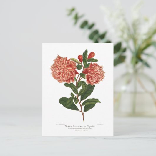 ザクロ ポストカード (スタンド正面)