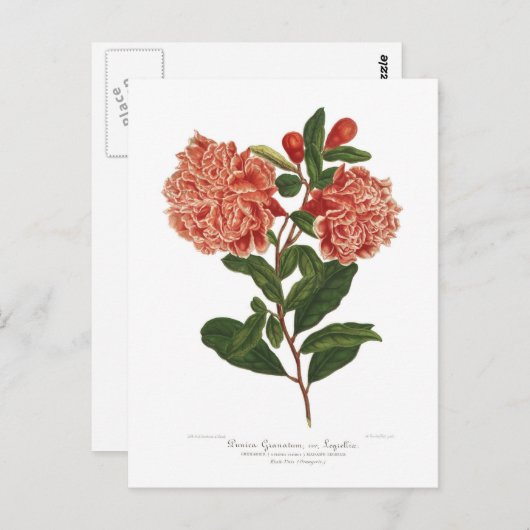 ザクロ ポストカード (正面/裏面)