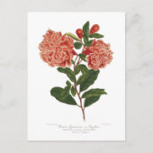 ザクロ ポストカード (正面)