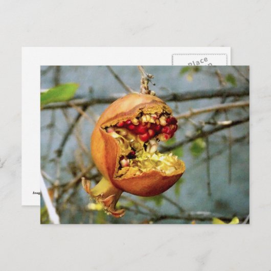 ザクロ ポストカード (正面/裏面)