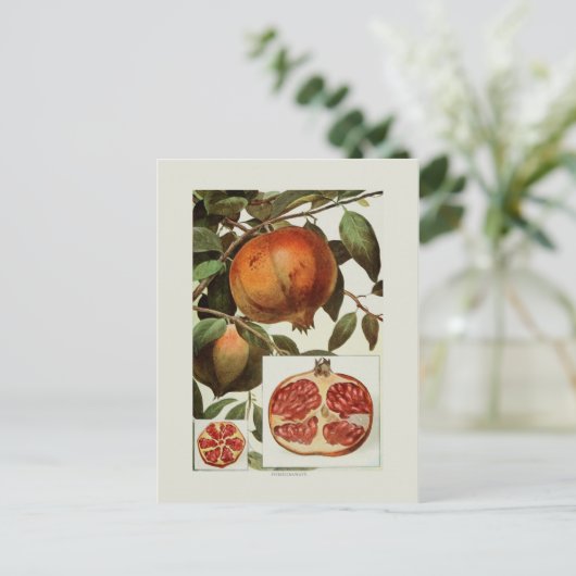 ザクロ ポストカード (スタンド正面)