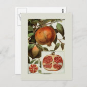 ザクロ ポストカード (正面/裏面)