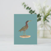ザグリーンヘロンまたはポケ(Ardea virescens) ポストカード (スタンド正面)