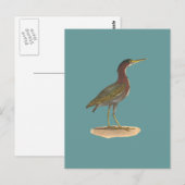 ザグリーンヘロンまたはポケ(Ardea virescens) ポストカード (正面/裏面)