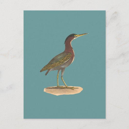 ザグリーンヘロンまたはポケ(Ardea virescens) ポストカード (正面)