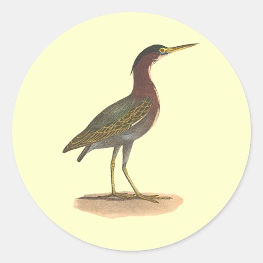 ザグリーンヘロンまたはポケ(Ardea virescens) ラウンドシール (正面)