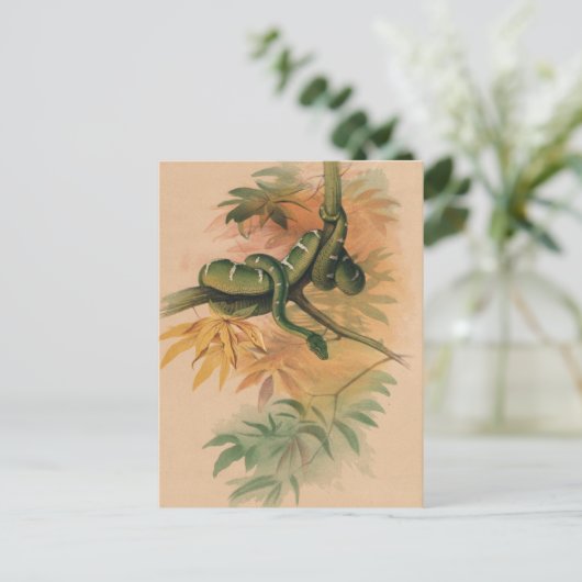 ザグリーンボアbyジョセフ・ウルフ ポストカード (スタンド正面)