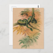 ザグリーンボアbyジョセフ・ウルフ ポストカード (正面/裏面)