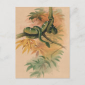 ザグリーンボアbyジョセフ・ウルフ ポストカード (正面)