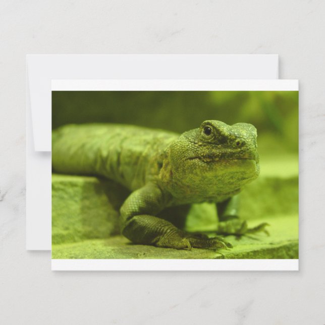 ザグリーンリザード (正面)