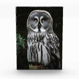 ザグレイ素晴らしフクロウ フォトブロック