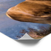 ザグレン（昆虫）オオカバマダラ、モナーク ポスター (角)