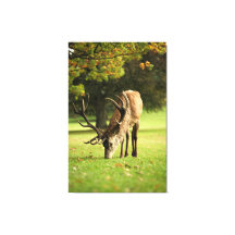 ザグレージングスタッグ