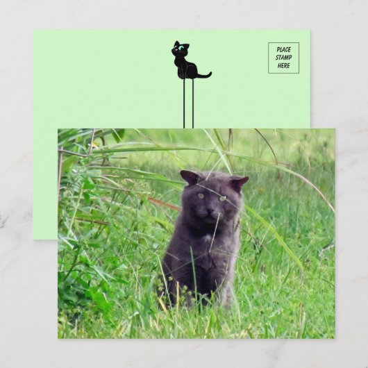 ザグレー野良猫はがき ポストカード (正面/裏面)