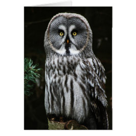 ザグレ素晴らしフクロウが鳴く