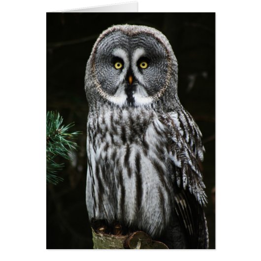 ザグレ素晴らしフクロウが鳴く (正面)