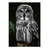 ザグ素晴らしレーフクロウ (正面)