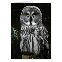 ザグ素晴らしレーフクロウ