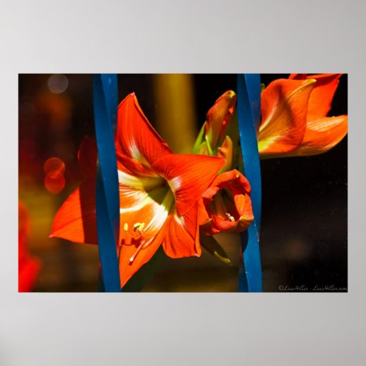 ザケージドリリー花の写真 ポスター (正面)