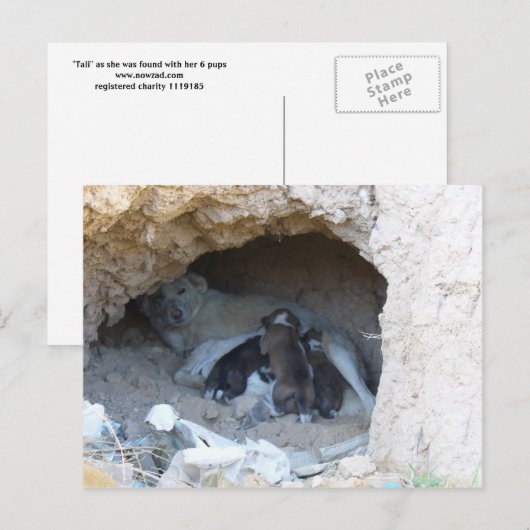 ザケーブ ポストカード (正面/裏面)