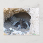 ザケーブ ポストカード (正面)