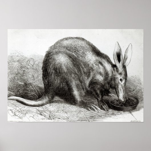 ザケープアントイーター ポスター (正面)