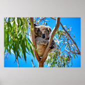 ザコアラベア ポスター (正面)