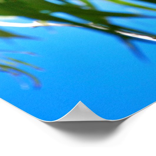 ザコアラベア ポスター (角)