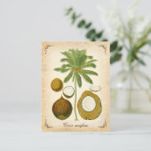 ザココナッツパーム – ヴィンテージイラストレーション ポストカード (スタンド正面)