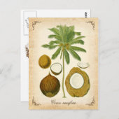 ザココナッツパーム – ヴィンテージイラストレーション ポストカード (正面/裏面)