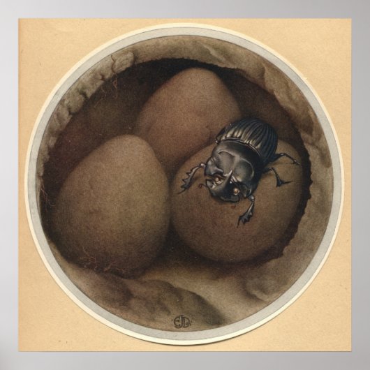 ザコプスペインのリス – 昆虫本イラストレーション ポスター (正面)