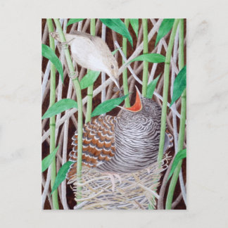 ザコモン・カッコウ ポストカード