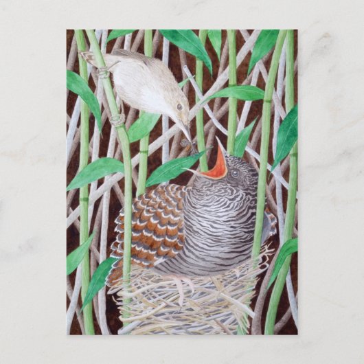 ザコモン・カッコウ ポストカード (正面)