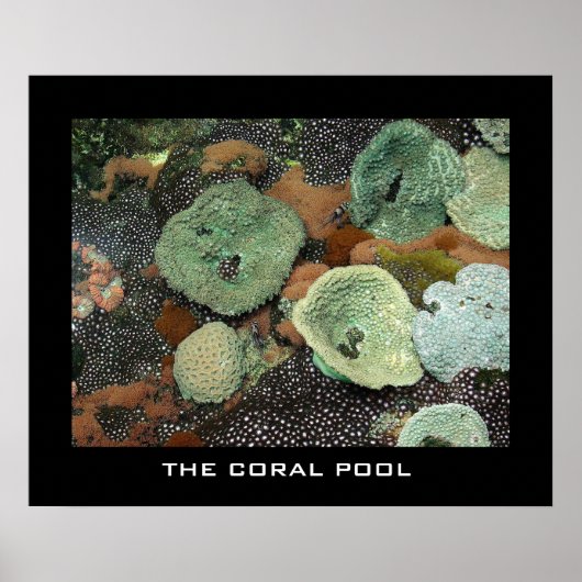 ザコーラルプール ポスター (正面)