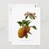 ザコーンワルのギリフラワー ポストカード (正面/裏面)