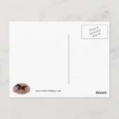 ザゴドルフィンアラビア ポストカード (裏面)