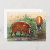 ザサウスアフリカリバーホッグバイジョセフウルフ ポストカード (正面/裏面)