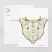 ザサクラム ポストカード (正面/裏面)