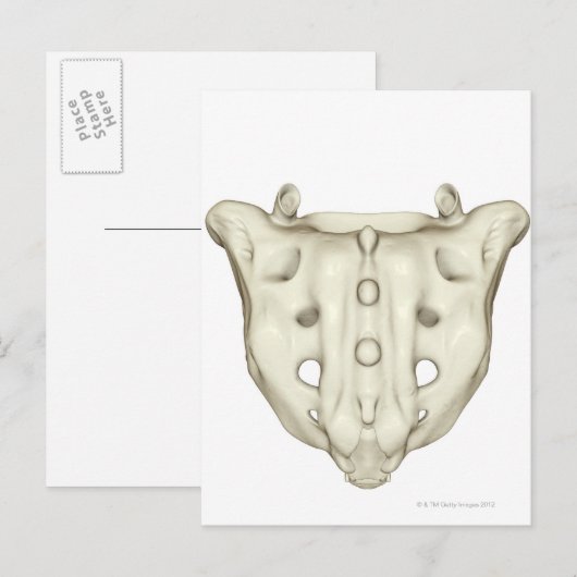 ザサクラム ポストカード (正面/裏面)