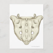 ザサクラム ポストカード (正面)