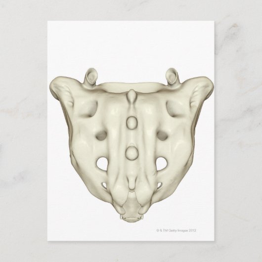 ザサクラム ポストカード (正面)