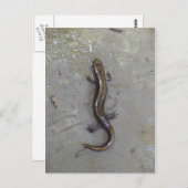 ザサラマンダー ポストカード (正面/裏面)