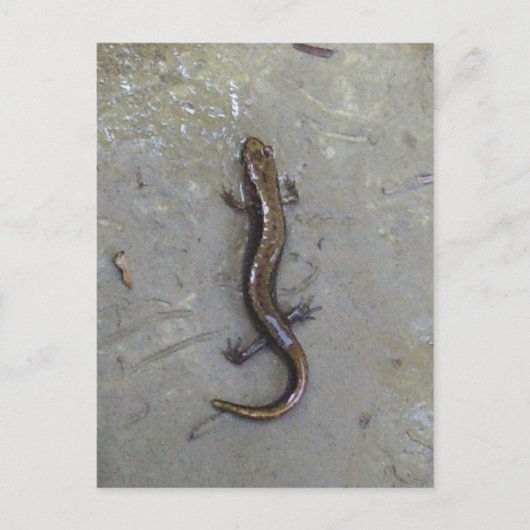 ザサラマンダー ポストカード (正面)