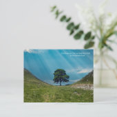 ザシカモアの木 ポストカード (スタンド正面)