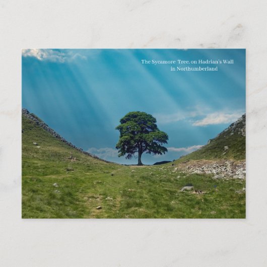 ザシカモアの木 ポストカード (正面)