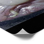 ザシノミ ポスター (角)