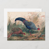 ザシャムキジャントバイジョセフウルフ ポストカード (正面/裏面)